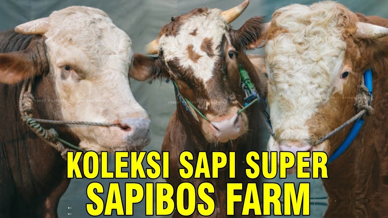 
                                 Koleksi-Sapi-Super-Bosfarm